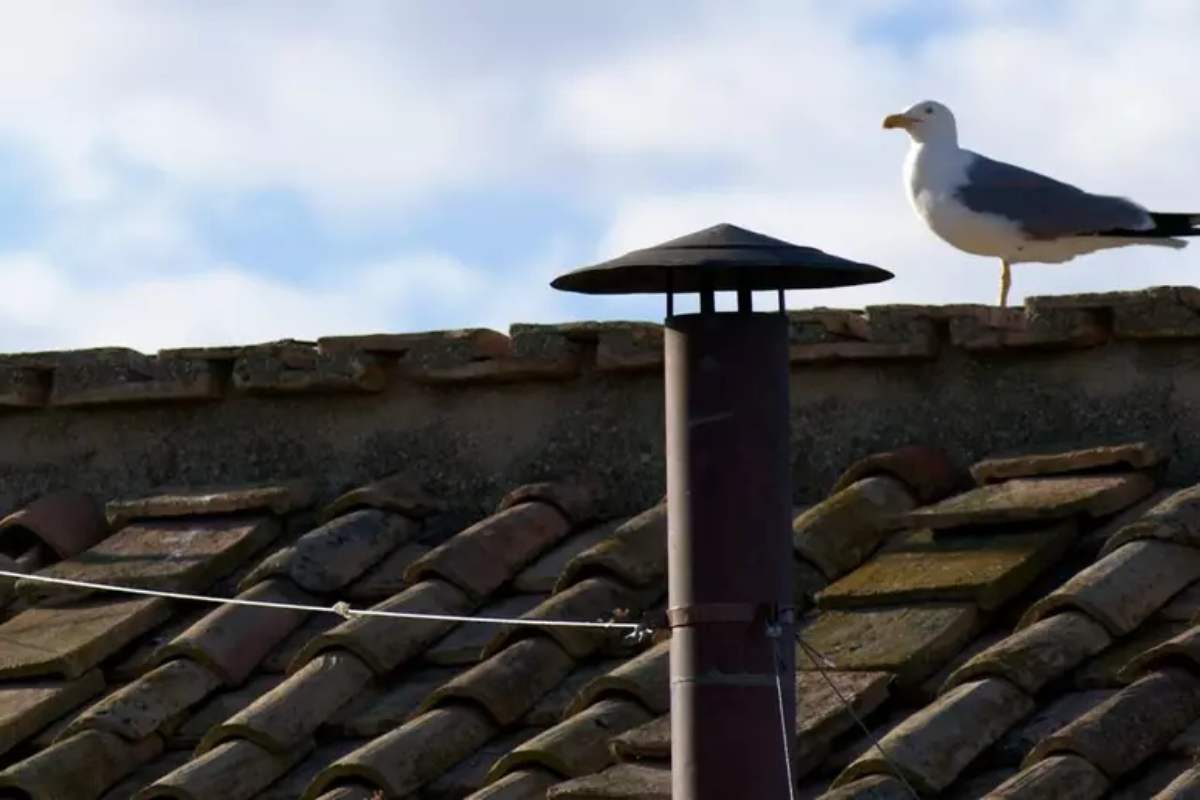 Il gabbiano del comignolo della Cappella Sistina protagonista social del Conclave