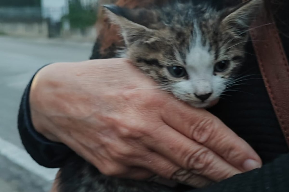 Lancia due gattini appena nati dal finestrino dell’auto mentre va al lavoro
