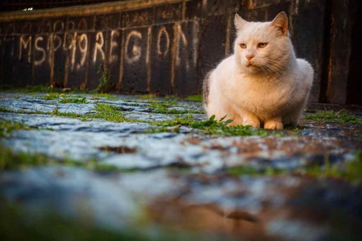 Gatto bruciato vivo, il micio salvato dai volontari ma è in gravi condizioni