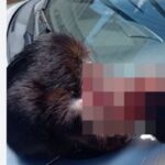 gatto aggredito con acido