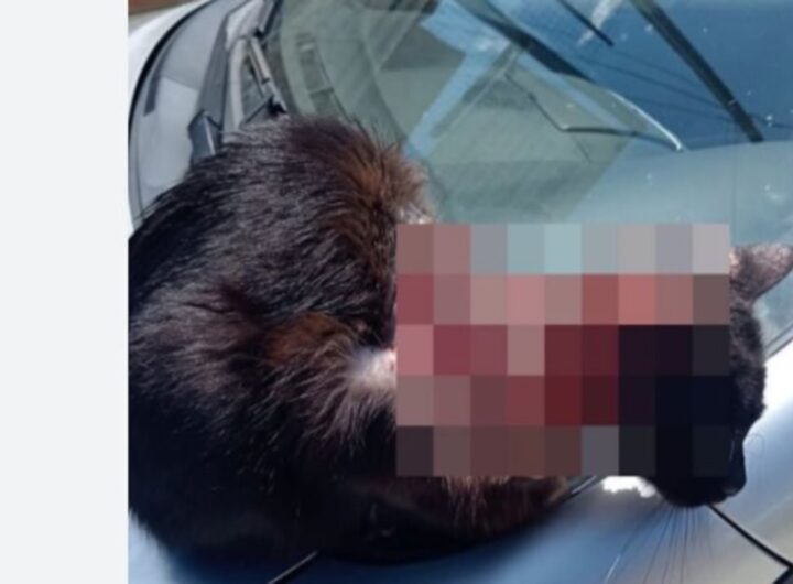 gatto aggredito con acido