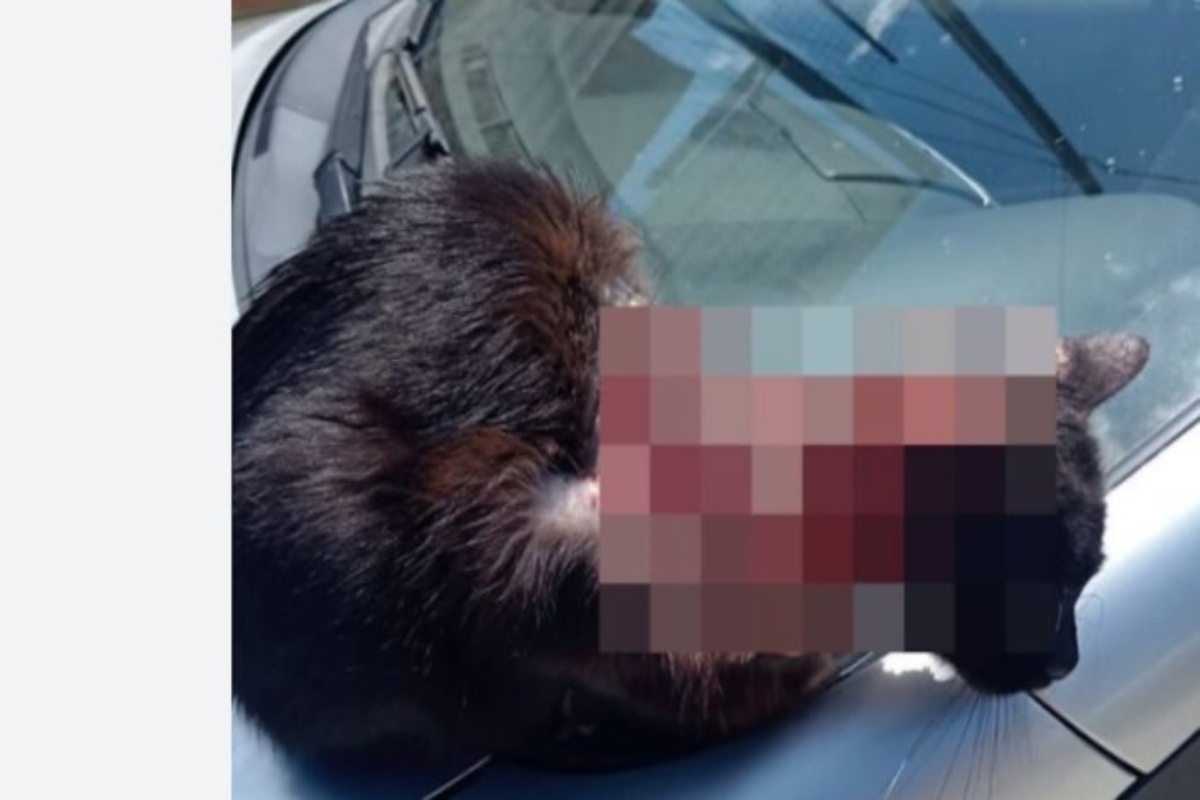 La storia del gatto Pasqualino, morto dopo essere stato sfregiato con l’acido