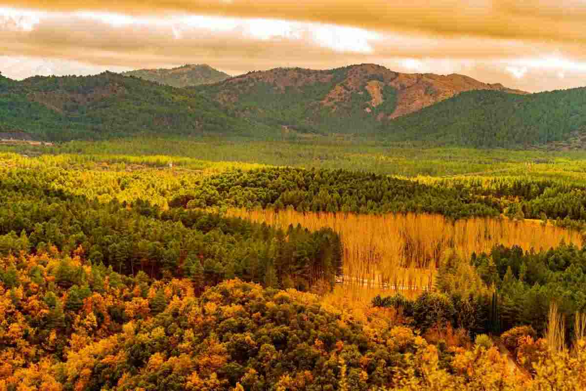 Immergiti nella foresta immortale a 2 ore dall’Italia: un viaggio magico tra alberi che hanno visto l’Impero Romano