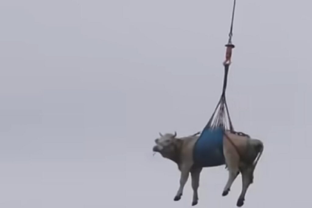 Le mucche che in Svizzera vengono messe in salvo da una frana con gli elicotteri