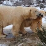 victoria orso bianco