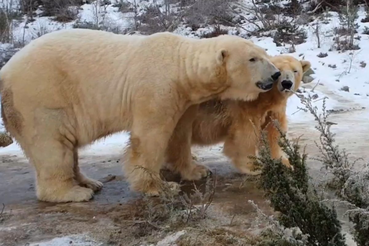 È morta Victoria, l’orsa polare più anziana della Gran Bretagna