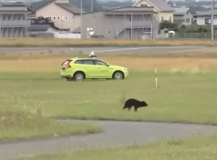 orso corre in aeroporto