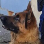 cane polizia