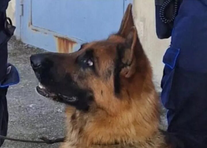 cane polizia
