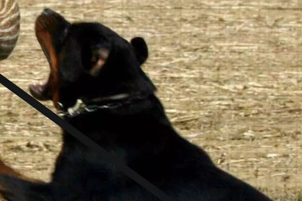 Donna aggredita da sette cani di cui si prendeva cura. Ferita agli arti e al collo