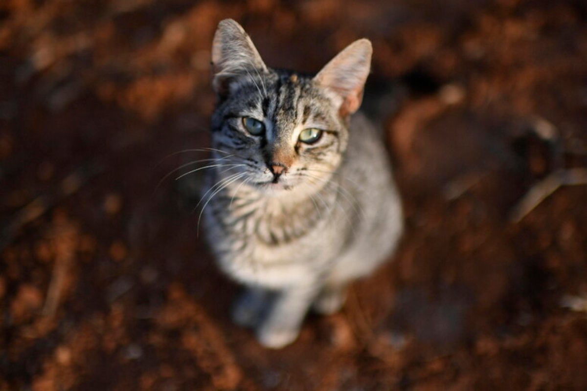Vede un gatto, accelera e lo investe. L’animale morto sotto gli occhi di due passanti “sconvolte”