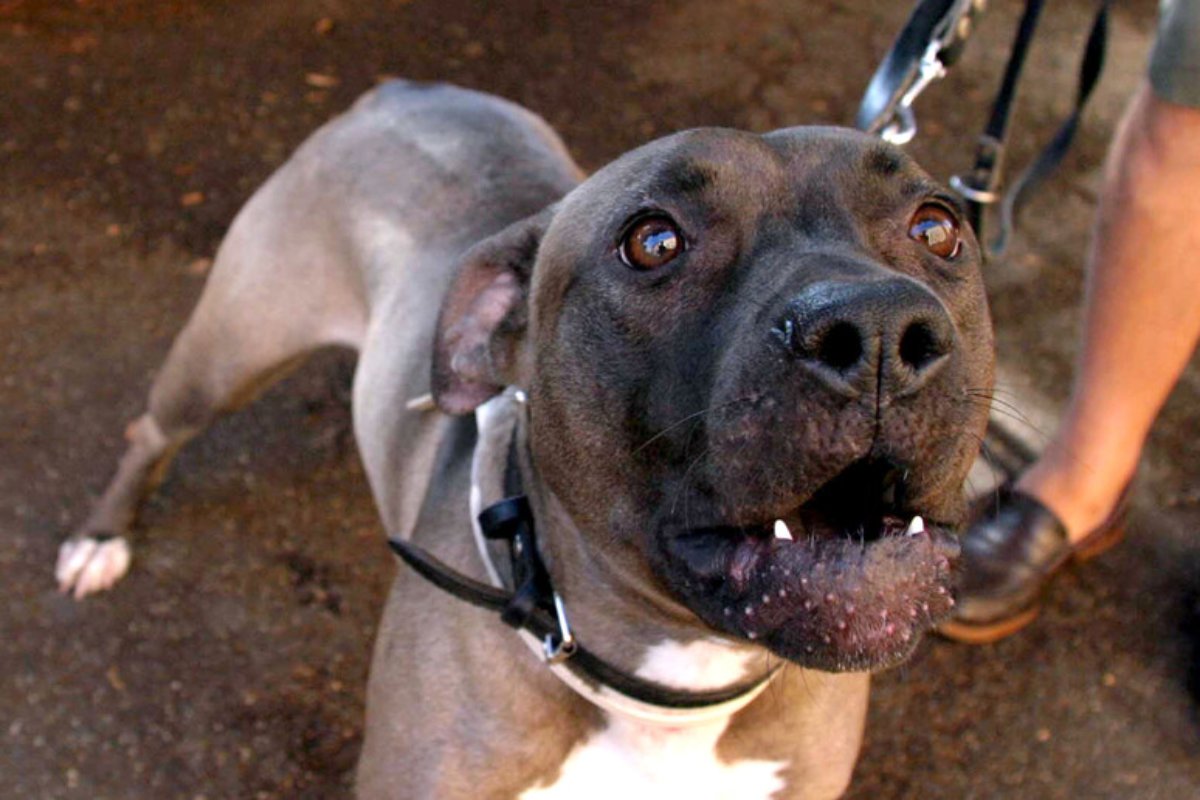 Ragazzo azzannato alla gola da un pitbull, l’aggressione dopo una lite con il padrone del cane