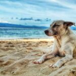 vacanze pet friendly paesi da evitare