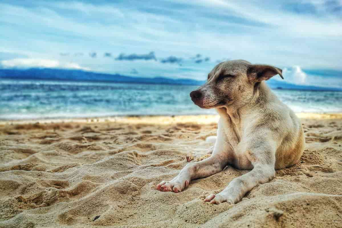 Vacanze pet-friendly, occhio a non sbagliare paese: in questi posti gli animali non sono i benvenuti