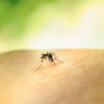 una zanzara