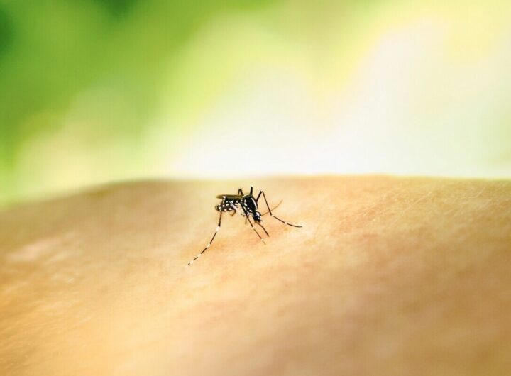 una zanzara