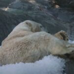 Orso polare sul ghiaccio in uno zoo di Praga