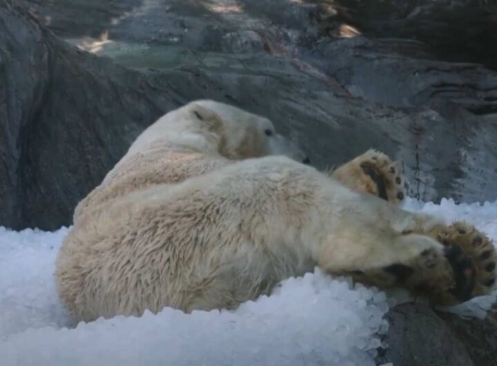 Orso polare sul ghiaccio in uno zoo di Praga