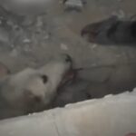 Cane estratto vivo dalle macerie a Gaza