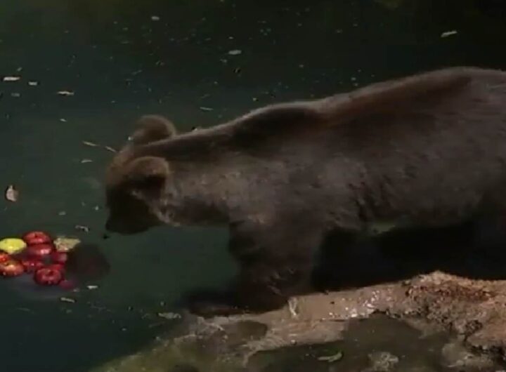 Orso al Bioparco di Roma