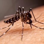 Uno dei fastidi più comuni e odiati della stagione calda resta l’invasione delle zanzare, che con il loro ronzio incessante e le punture pruriginose