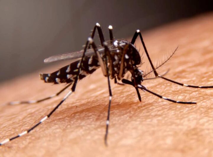 Uno dei fastidi più comuni e odiati della stagione calda resta l’invasione delle zanzare, che con il loro ronzio incessante e le punture pruriginose