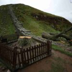 L'albero di Robin Hood