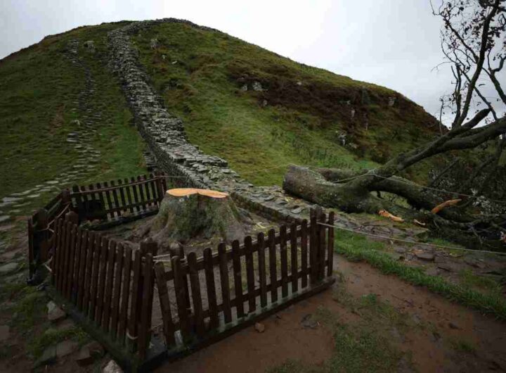 L'albero di Robin Hood