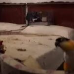 Animali chiusi in gabbia tra i rifiuti in una casa a Torino