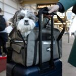 cane nella valigia