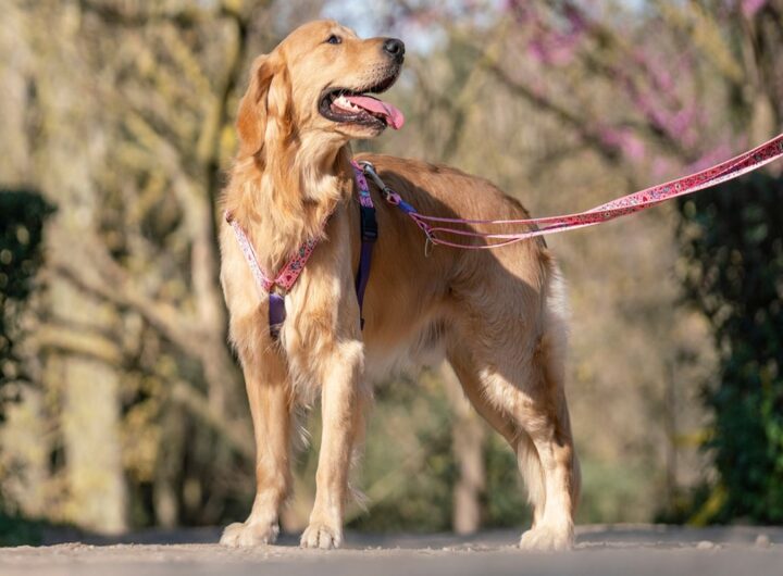 cane al guinzaglio