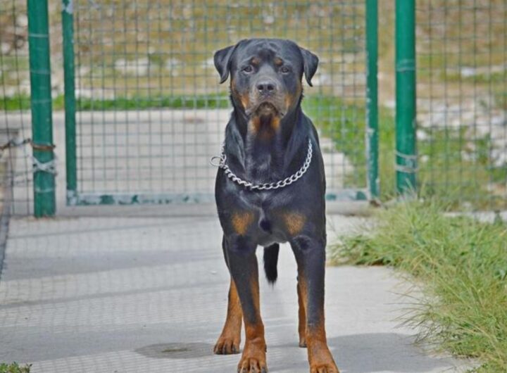 un rottweiler