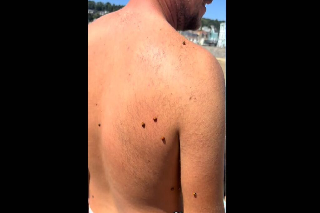 Il video con le coccinelle che hanno invaso una spiaggia in Gran Bretagna