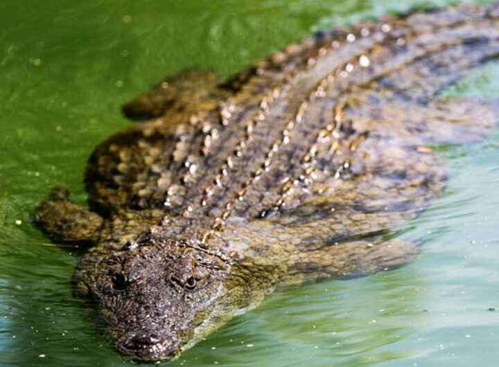 Un coccodrillo
