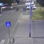 ladro dobermann firenze