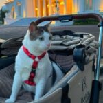 gatto presidente indonesia