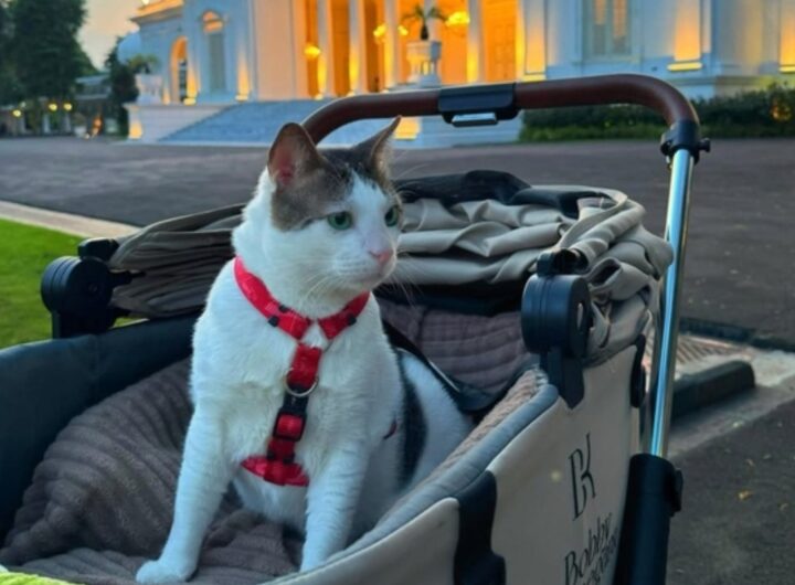 gatto presidente indonesia