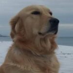 Golden Retriever sulla spiaggia