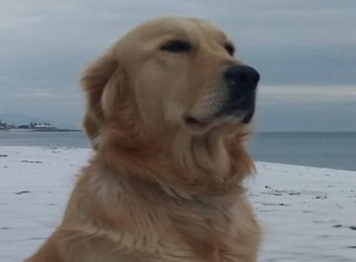 Golden Retriever sulla spiaggia