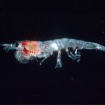 krill