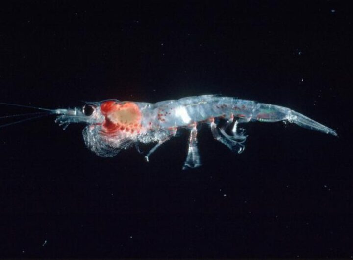 krill