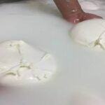 mozzarella di bufala