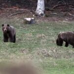 orsi ripresi da omar zin