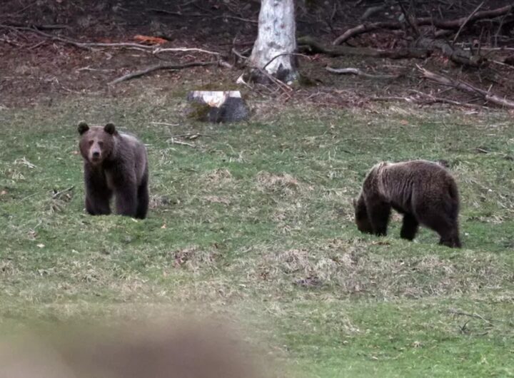 orsi ripresi da omar zin
