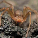 Se noti queste macchie sei stato punto dal ragno violino