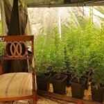 la villa con la serra di marijuana a marano, napoli