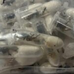 tarantole germania aeroporto