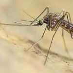Una zanzara