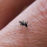 Delle zanzare