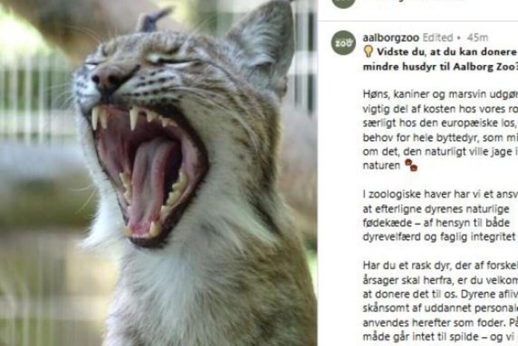 il messaggio dello zoo di aalborg
